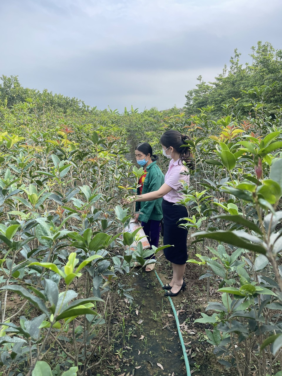   NGÂN HÀNG CHÍNH SÁCH XÃ HỘI HUYỆN VĂN GIANG PHÁT HUY VAI TRÒ GIẢM NGHÈO, TẠO VIỆC LÀM ĐẢM BẢO AN SINH XÃ HỘI TRÊN ĐỊA BÀN HUYỆN